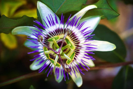 Detailed macro shot of a striking passionflower in full bloom