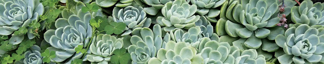 Succulent Container Ideas Using Repurposed Planters