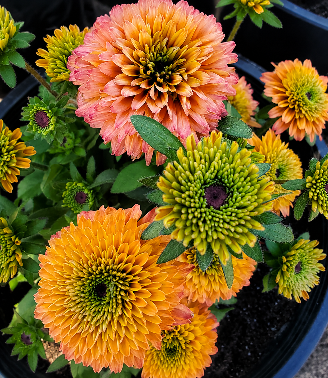 Echibeckia Care