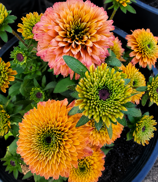 Echibeckia Care