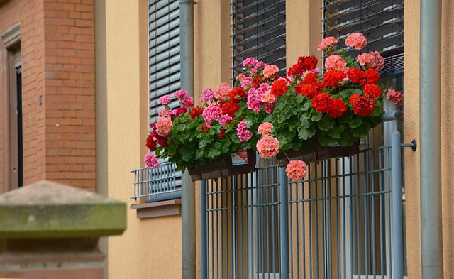 Geranium plants hanging in balcony