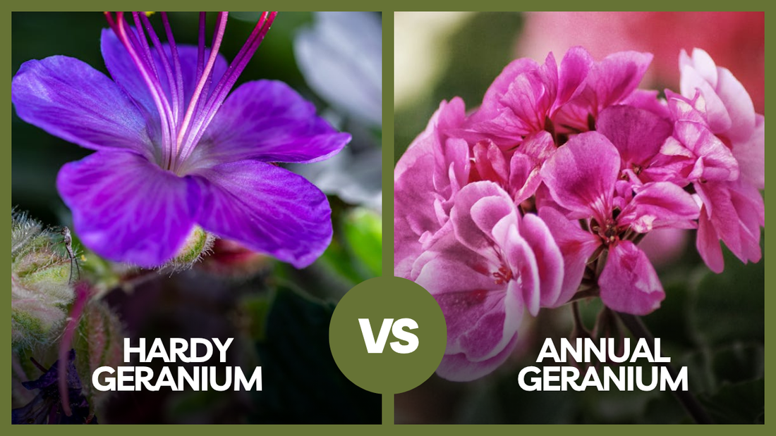 Hardy Geranium vs Annual Geranium: Key Differences
