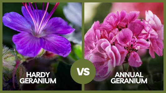 Hardy Geranium vs Annual Geranium: Key Differences