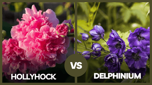 Hollyhock vs Delphinium