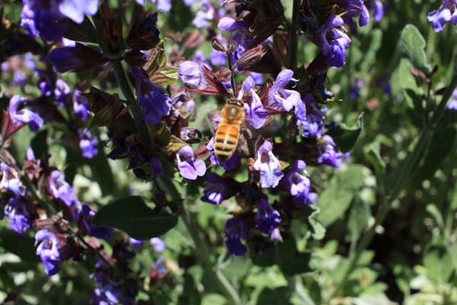 Honeybee in the sage