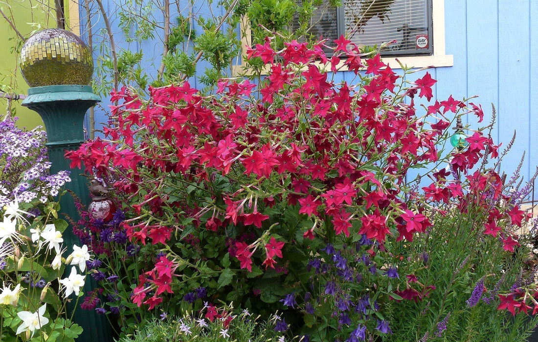 Nicotiana Alata