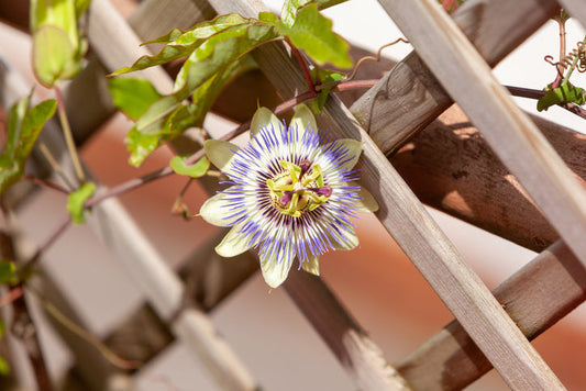 Passion flower 'Purple Haze' is a climbing plant with exotic flowers