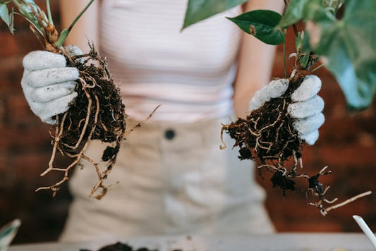Person Holding Plants with Green Leaves