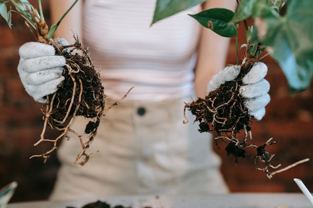 Person Holding Plants with Green Leaves