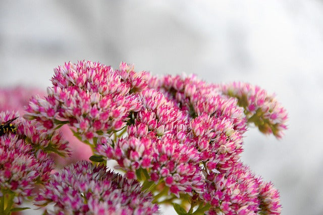 Sedum Plant Care Made Easy for Beginners