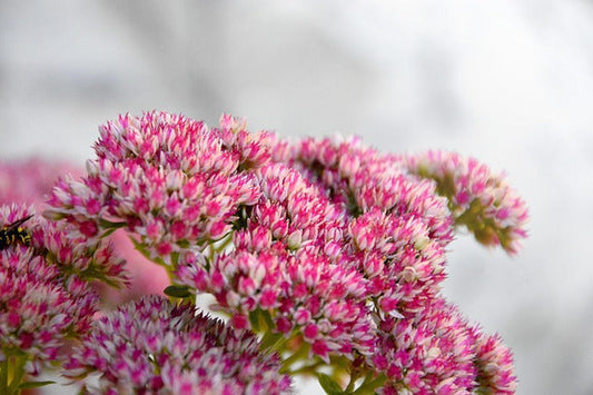 Sedum Plant Care Made Easy for Beginners
