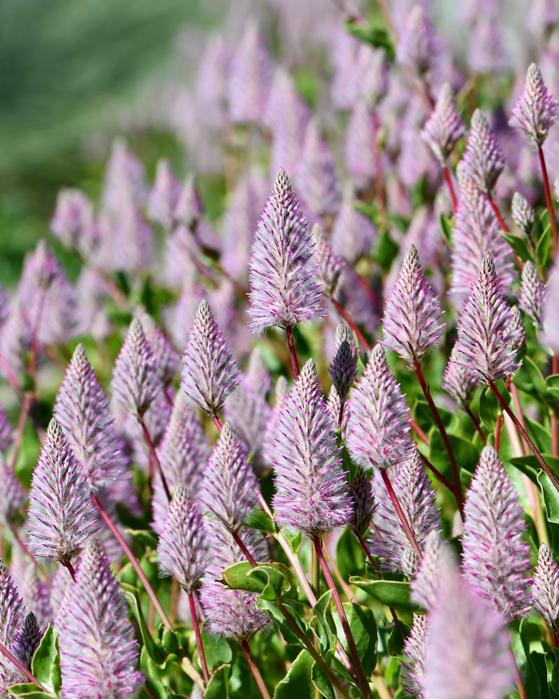 Feathery pink Ptilotus flower spikes