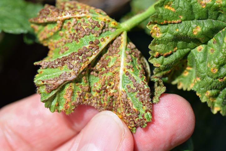 Puccinia malvacearum pathogen on a plant