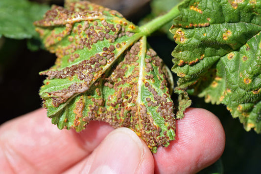 Puccinia malvacearum pathogen on a plant