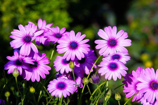 Purple African daisies in full bloom, showcasing their vibrant color and garden beauty.