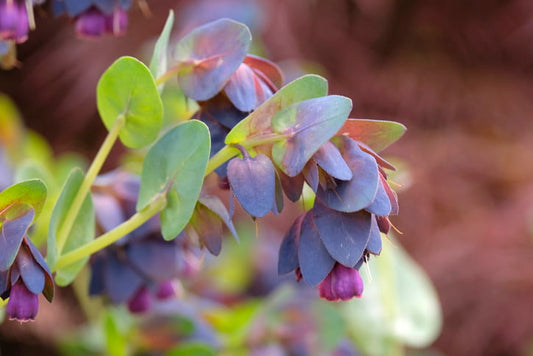 Honeywort: Garden Benefits and Toxicity Explained