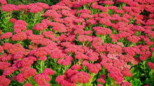 Creeping Sedum vs Upright Sedum: Key Differences