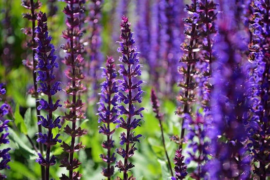 Salvia flowers in tilt shift lens