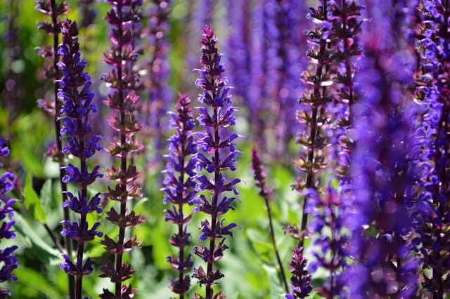 How to Grow Salvia: Complete Planting and Care Guide