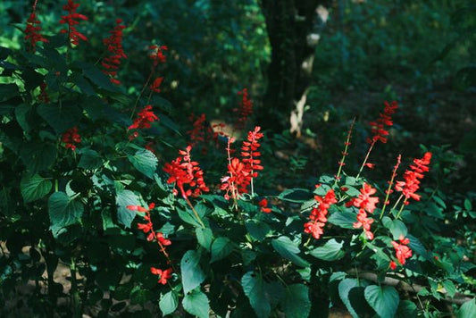Scarlet sage flowers blooming vividly in a lush, green garden setting