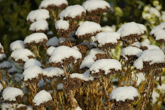 Sedum winter snow caps