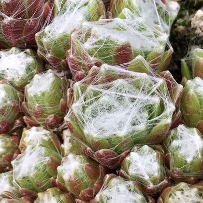 Cobweb sempervivum rosettes with fine white threads