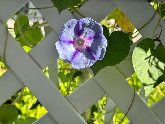 Single Purple Morning Glory Flower on a Trellis