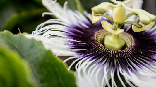 Stunning close-up of a purple and white passion flower in full bloom