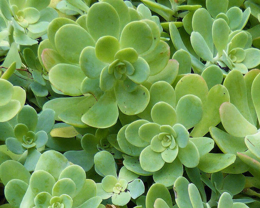 Succulents Don’t Suck!