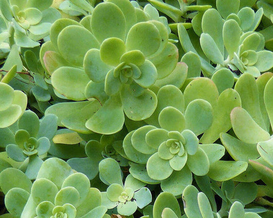 Succulents Don’t Suck!