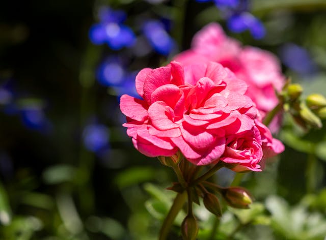 Vibrant Pink Geranium in Bloom