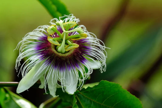 Vibrant passion flower with intricate details in lush green surroundings