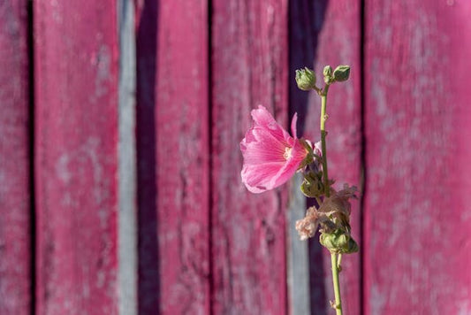 Vibrant pink hollyhock flower blooming in front of a textured pink wooden fence, capturing the essence of summer
