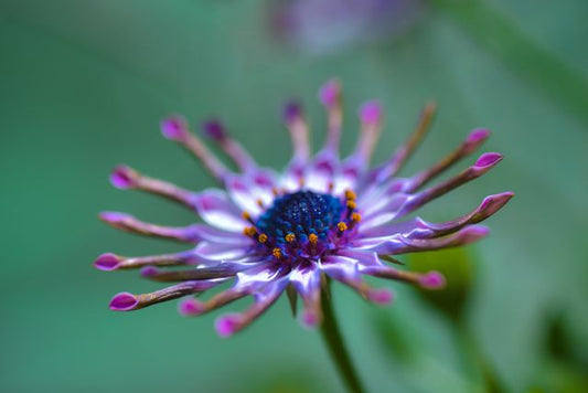 Vibrant purple African daisy in full bloom with detailed petals
