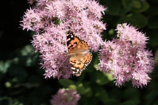 What Is Sedum? A Beginner’s Guide to Stonecrop Plants