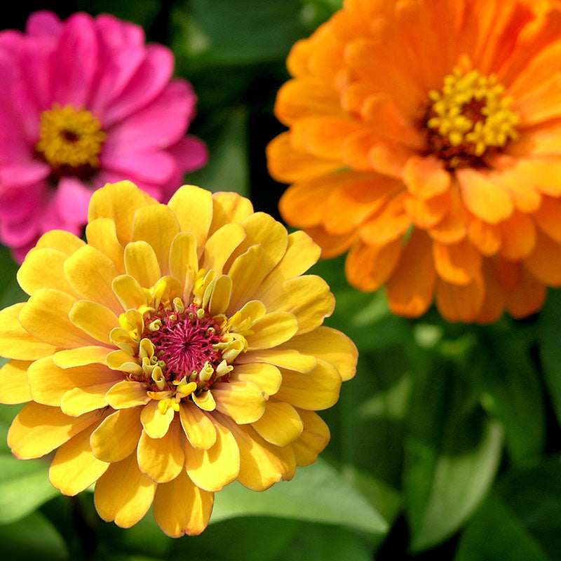 Yellow, pink and orange zinnia blooms in a sunny garden