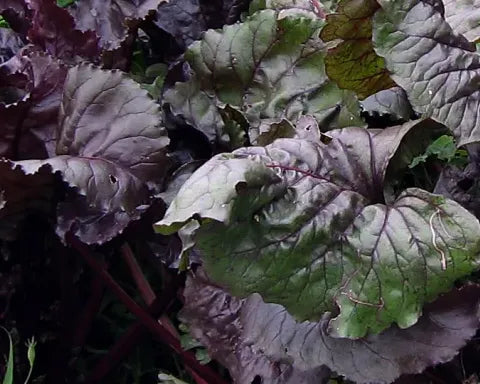Winter Veggies NOW!