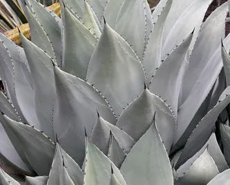 Prickly New Plants