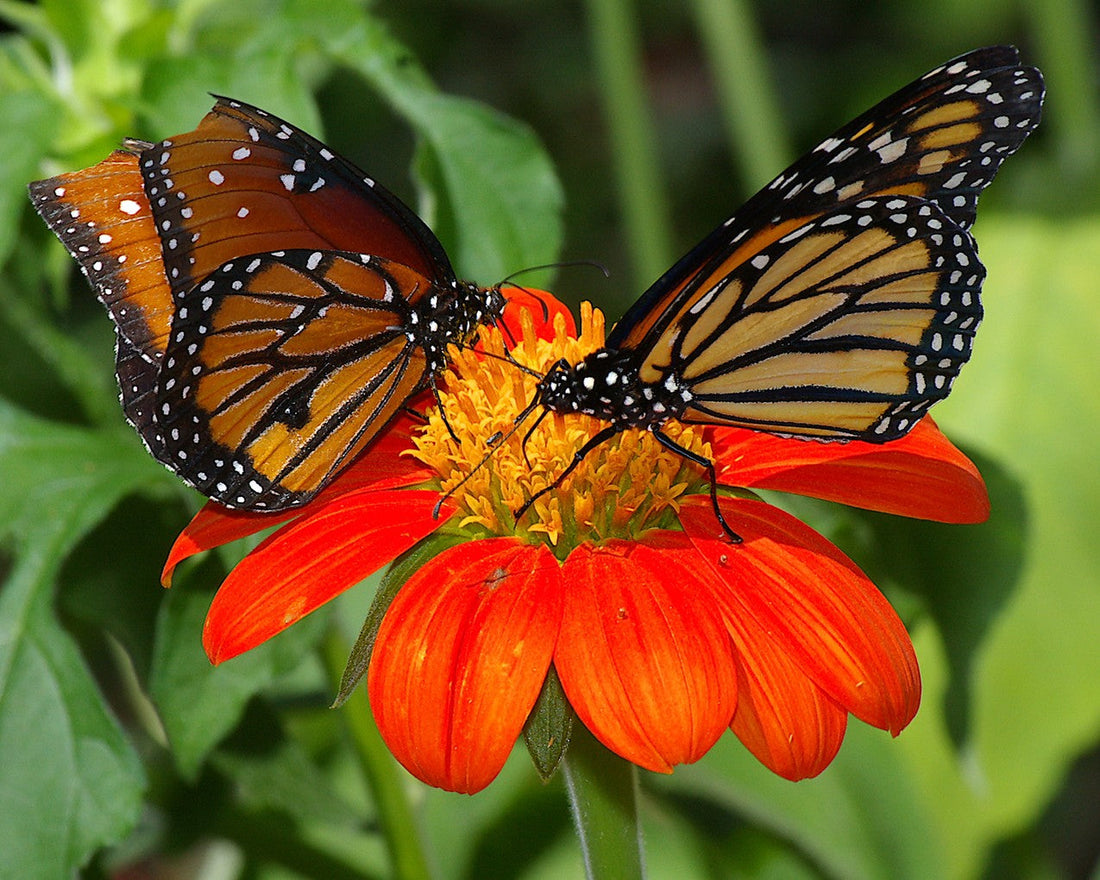 Help our Mighty Monarchs Make A Comeback!