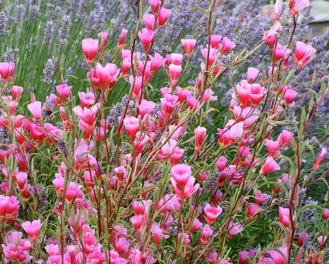 Easy Pleasing Clarkias!