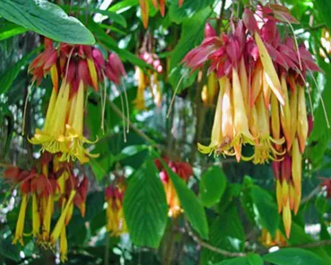 Return of the Golden Fuchsia