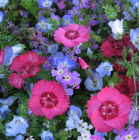 What I’m Doing in the Garden