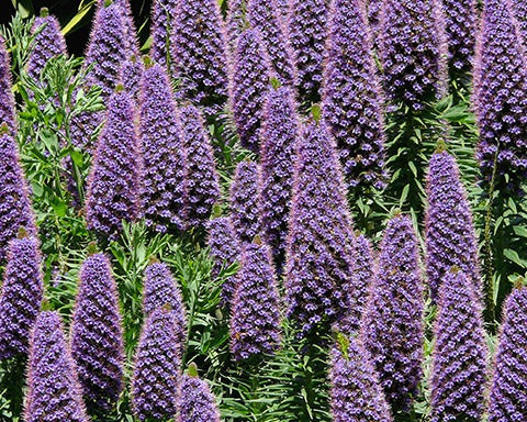 Problem-solving Plants for Neglected Areas and Hot and Dry Hillsides