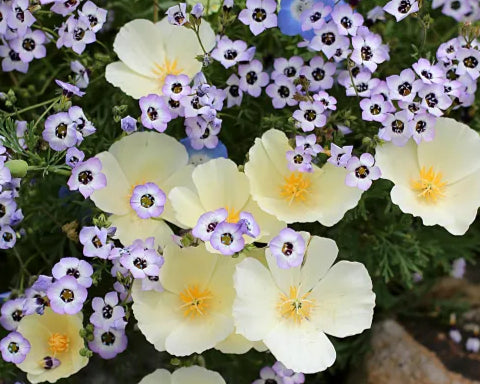 Think Like a Plant – Resisting Drought with Kate Frey!