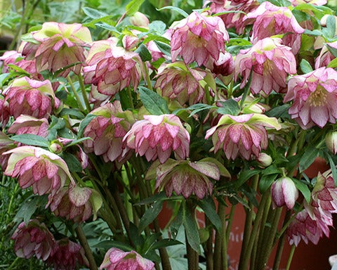 Heck Yeah Hellebores!