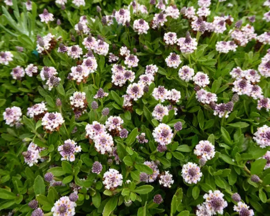 The Buck Stops Here: How to Outsmart Hungry Deer