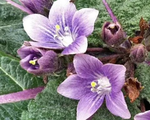 Beware the Mandrake!