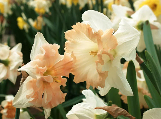 White and apricot Narcissus flowers blooming together in spring