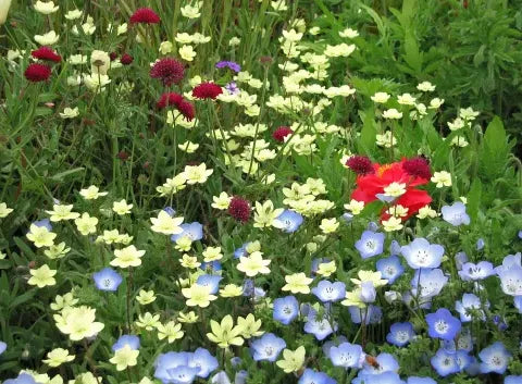 California Native Gardening Guide: Plants, Design and Seasonal Care