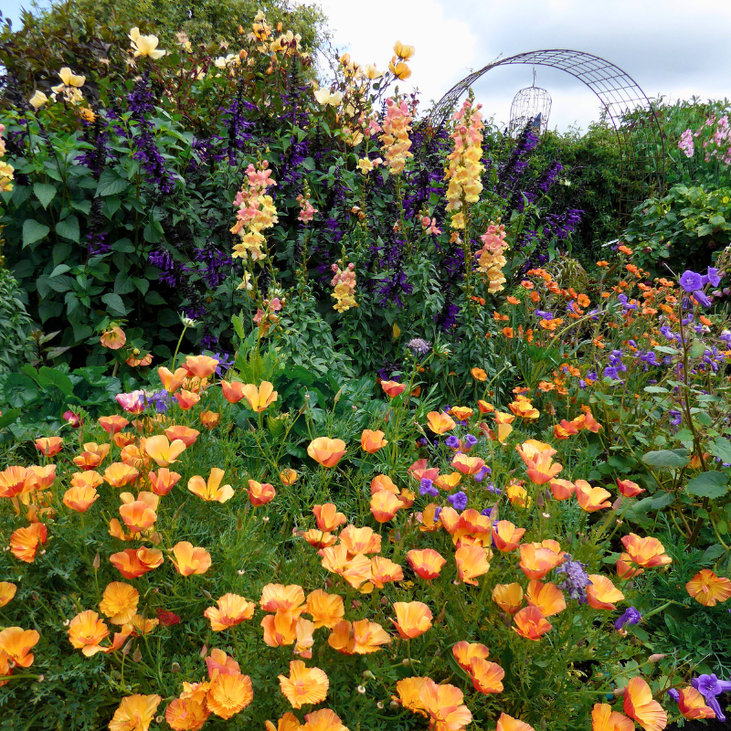 Orange California poppies and tall purple, peach and yellow flowers filling a lush garden